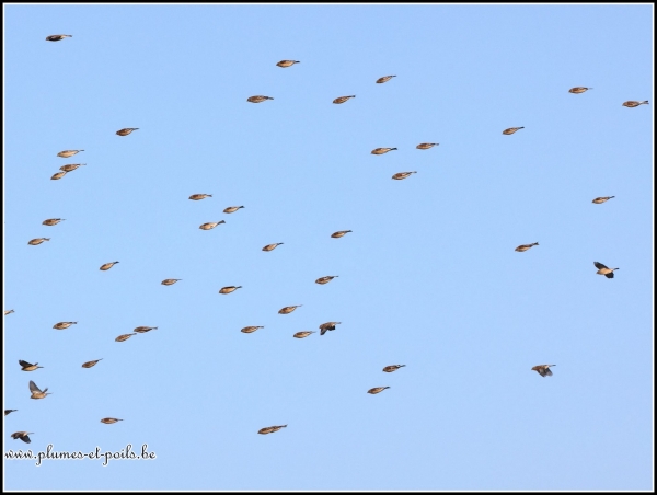 Linotte mélodieuse