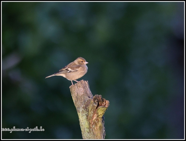 Pinson des arbres