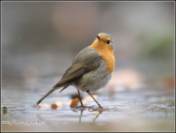 Rouge-gorge