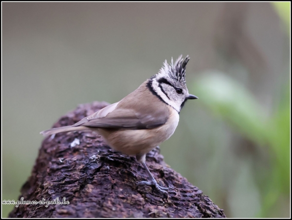 Mésange huppée