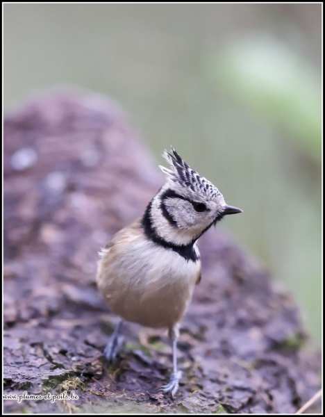 Mésange huppée