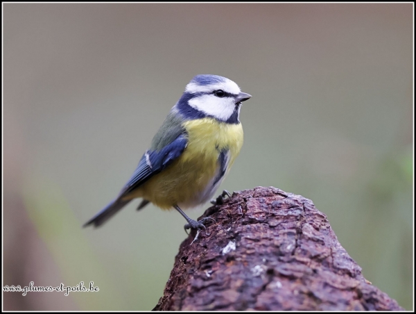 Mésange bleue