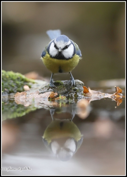 Mésange bleue