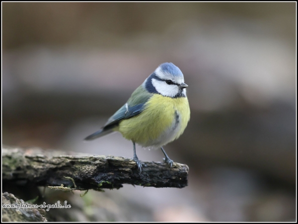 Mésange bleue