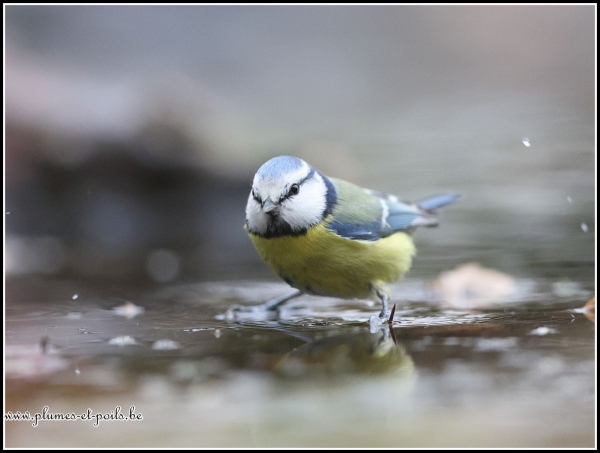 Mésange bleue