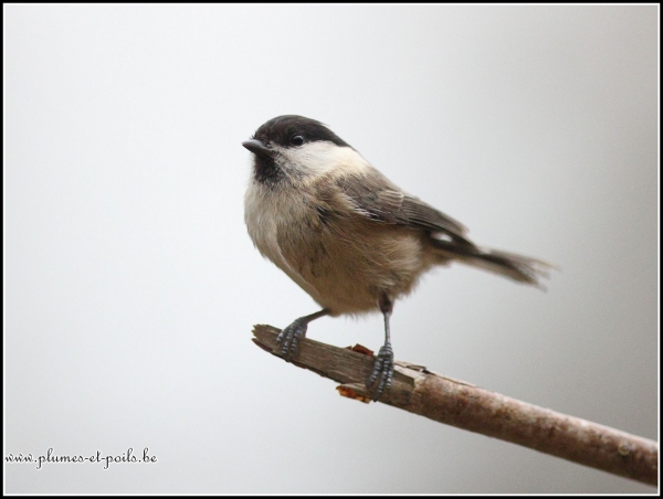 Mésange nonnette