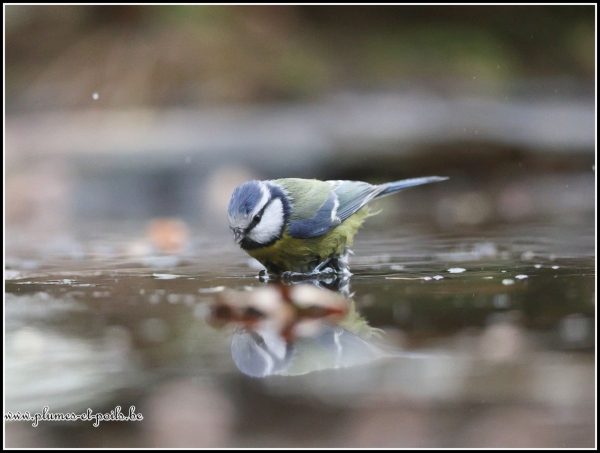 Mésange bleue