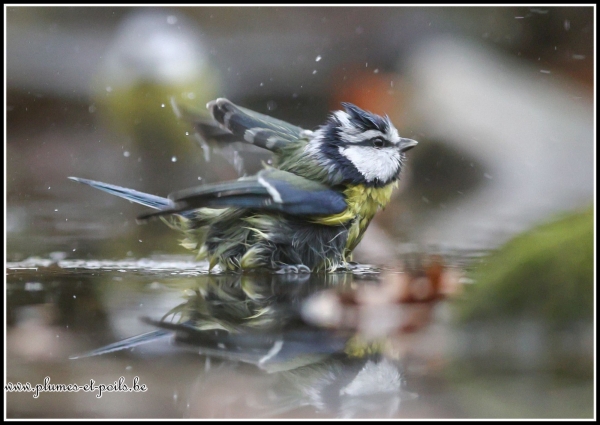 Mésange bleue