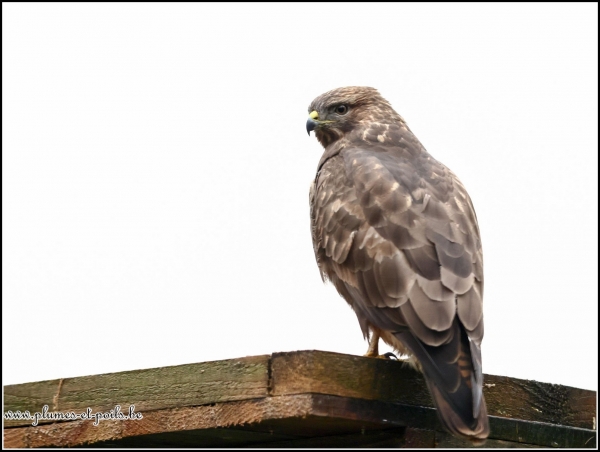 Buse variable