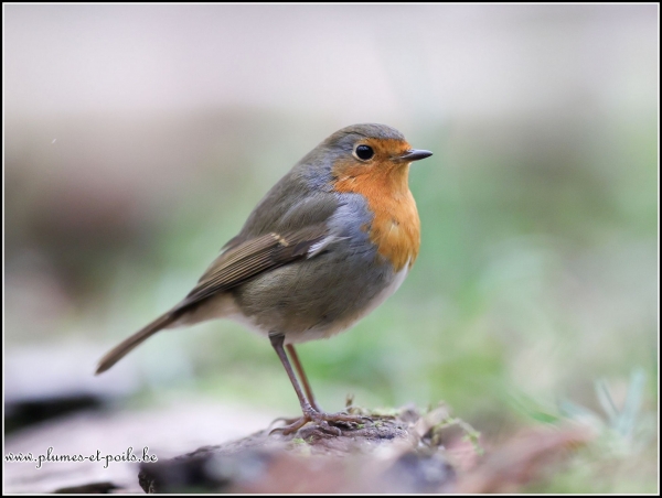 Rouge-gorge