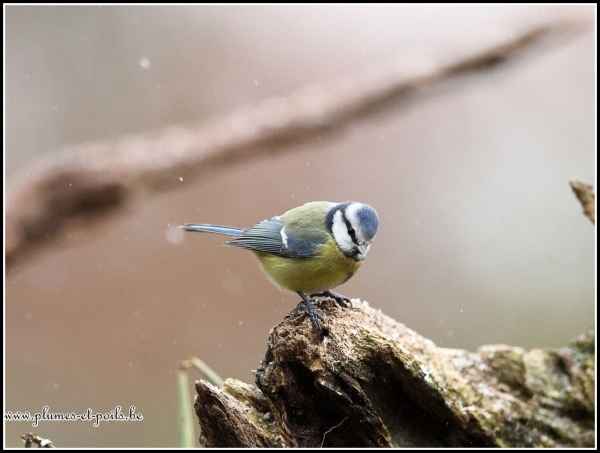 Mésange bleue