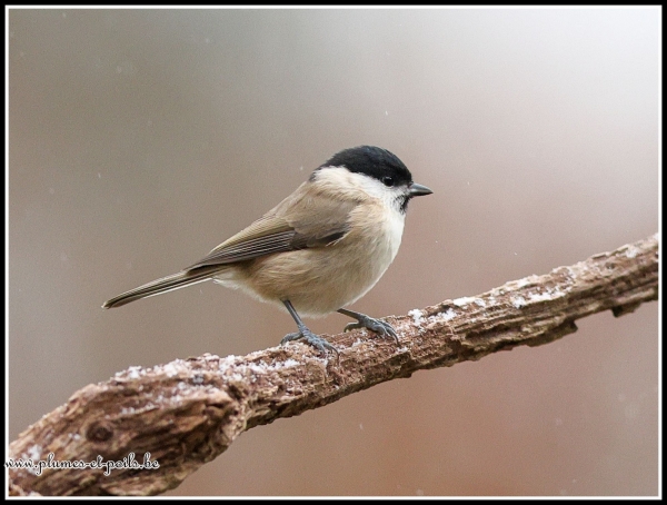 Mésange nonnette