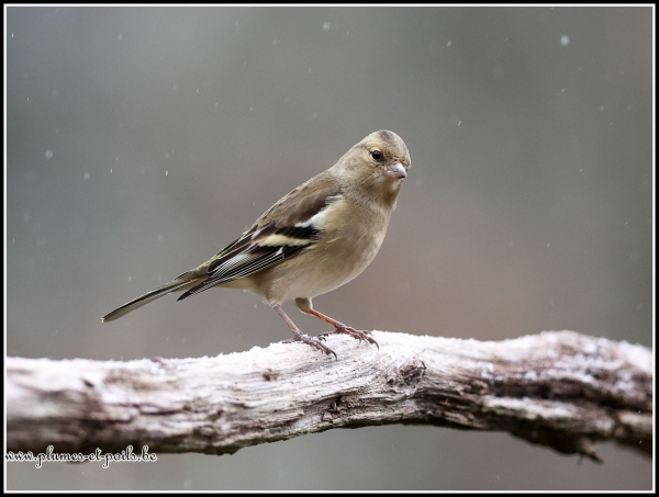 Pinson des arbres
