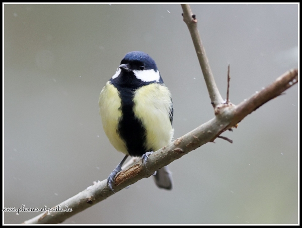 Mésange charbonnière