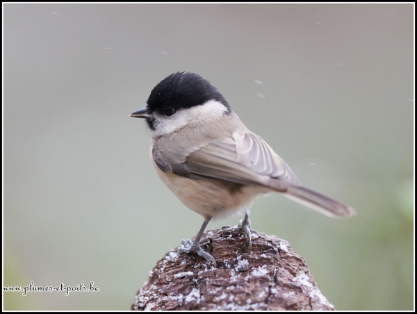 Mésange nonnette
