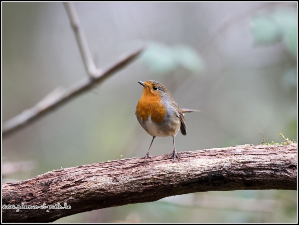 Rouge-gorge