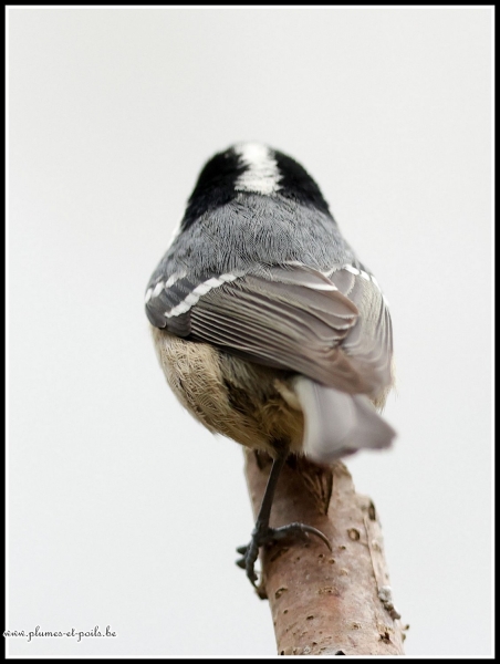 Mésange noire