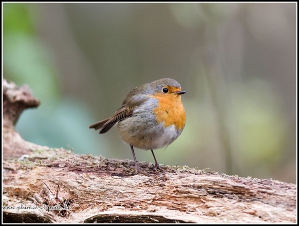 Rouge-gorge