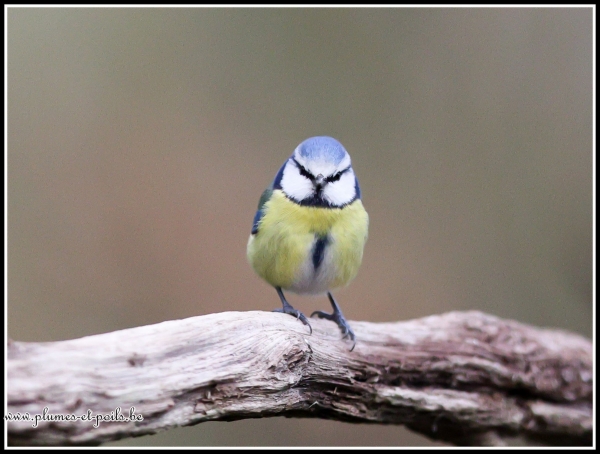 Mésange bleue