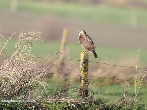 Buse variable