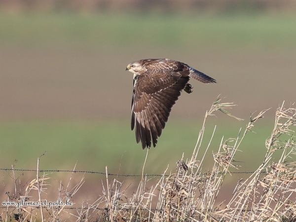 Buse variable