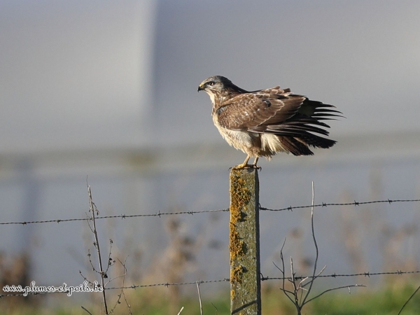 Buse variable