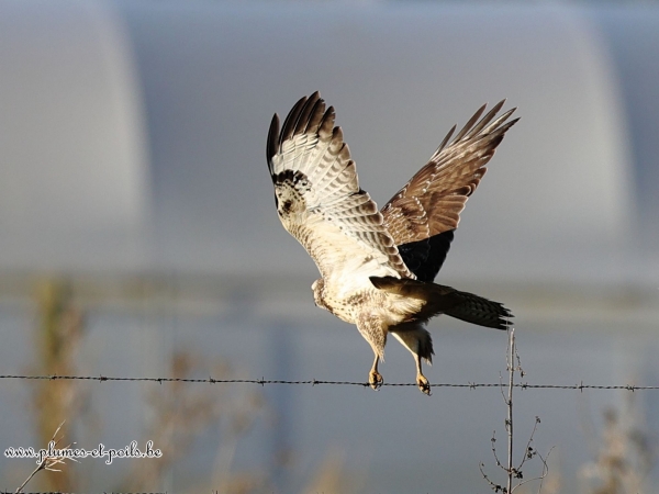 Buse variable