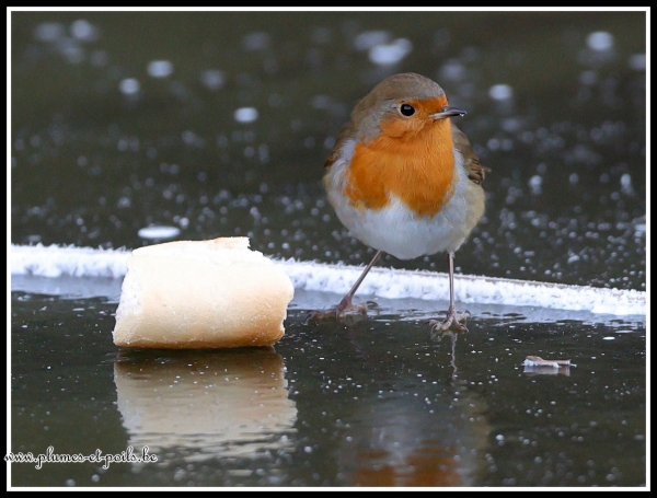 Rouge-gorge