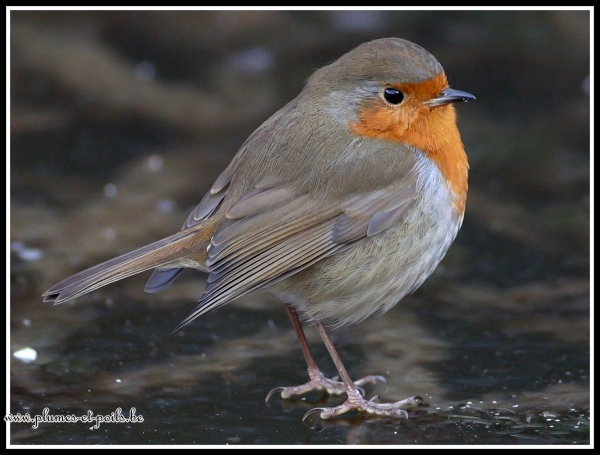 Rouge-gorge