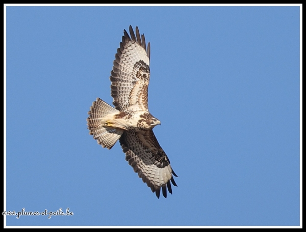Buse variable