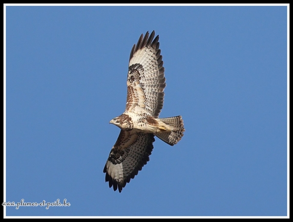 Buse variable