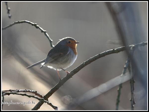 Rouge-gorge