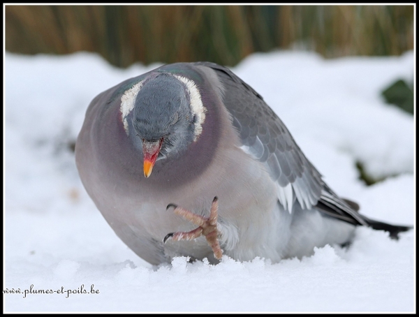 Pigeon ramier