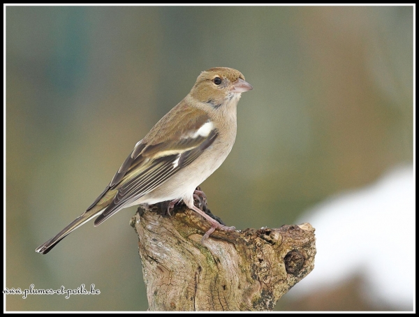 Pinson des arbres