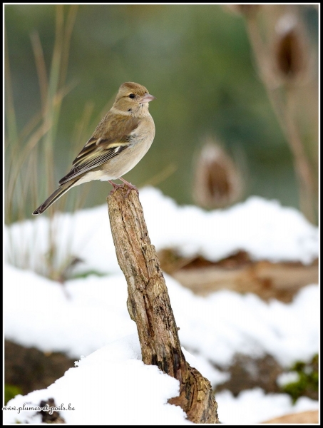 Pinson des arbres