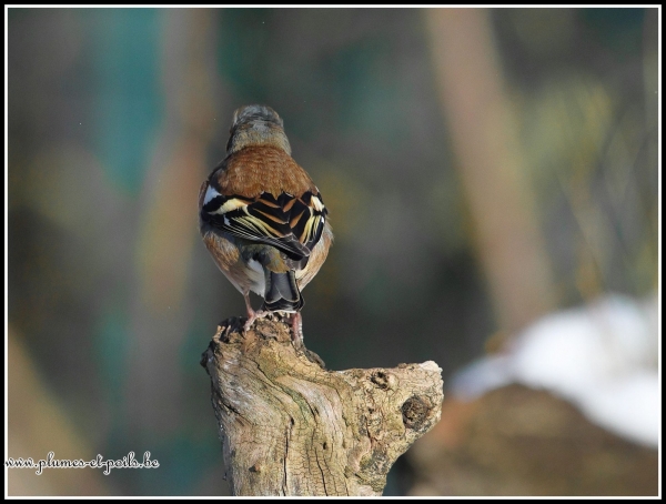 Pinson des arbres