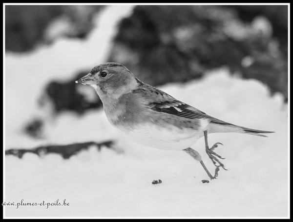 Pinson des arbres
