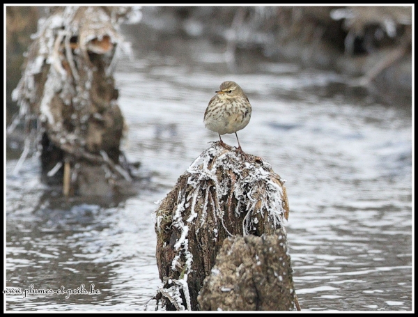 Pipit spioncelle