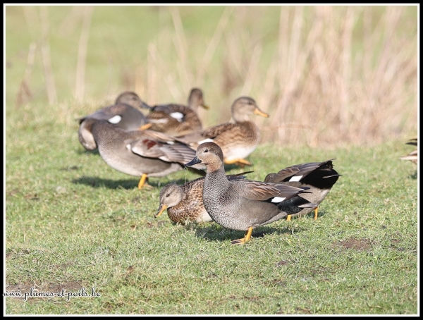 Canard chipeau