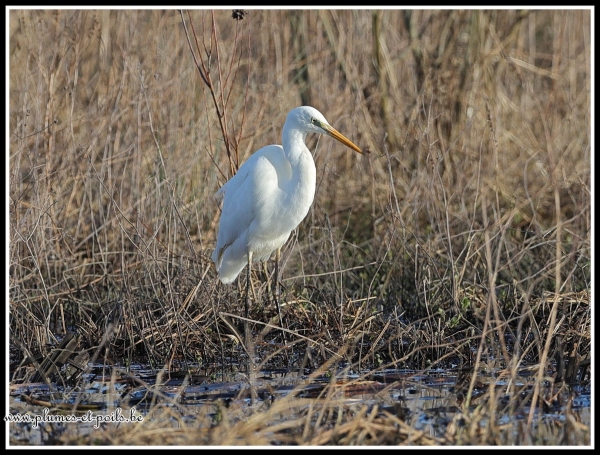 Grande aigrette