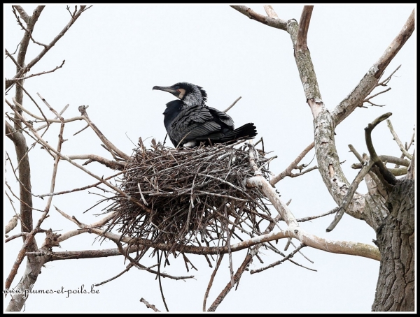 Grand cormoran