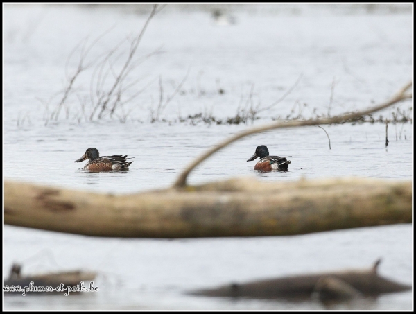 Canard souchet
