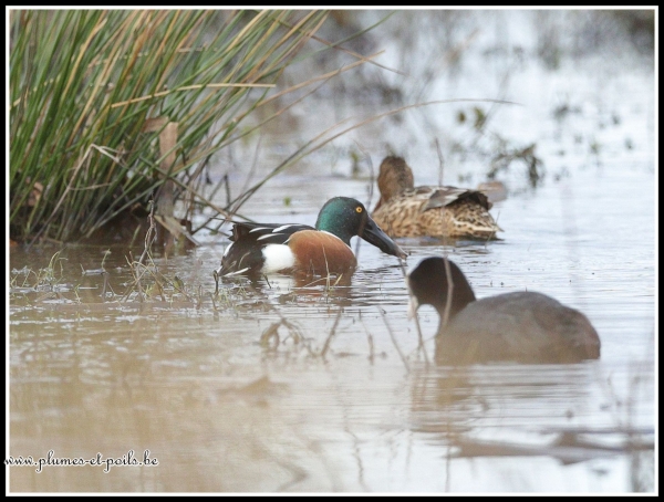 Canard souchet