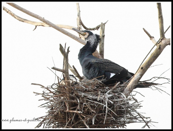Grand cormoran