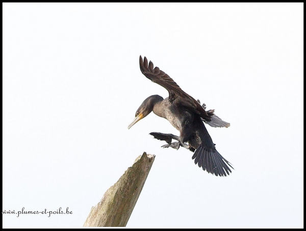 Grand cormoran
