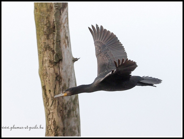 Grand cormoran