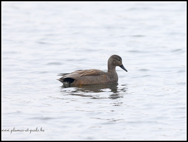 Canard chipeau