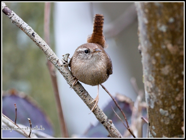 Troglodyte mignon