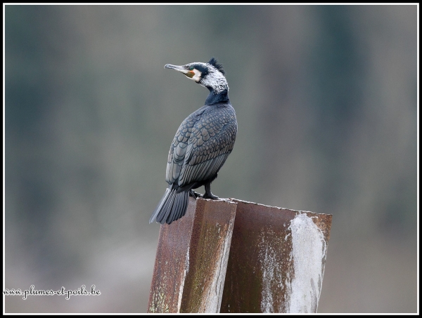 Grand cormoran