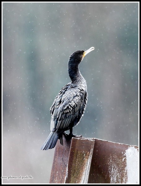 Grand cormoran